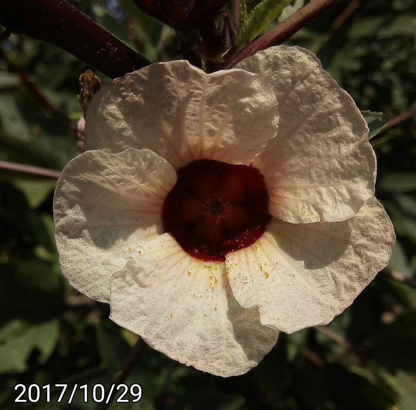 洛神花、玫瑰茄, Hibiscus sabdariffa, Roselle